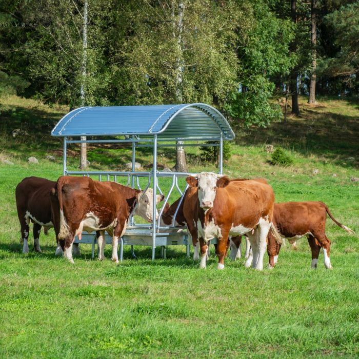 Feeder with diagonal barrier for cattle, 12 feed openings