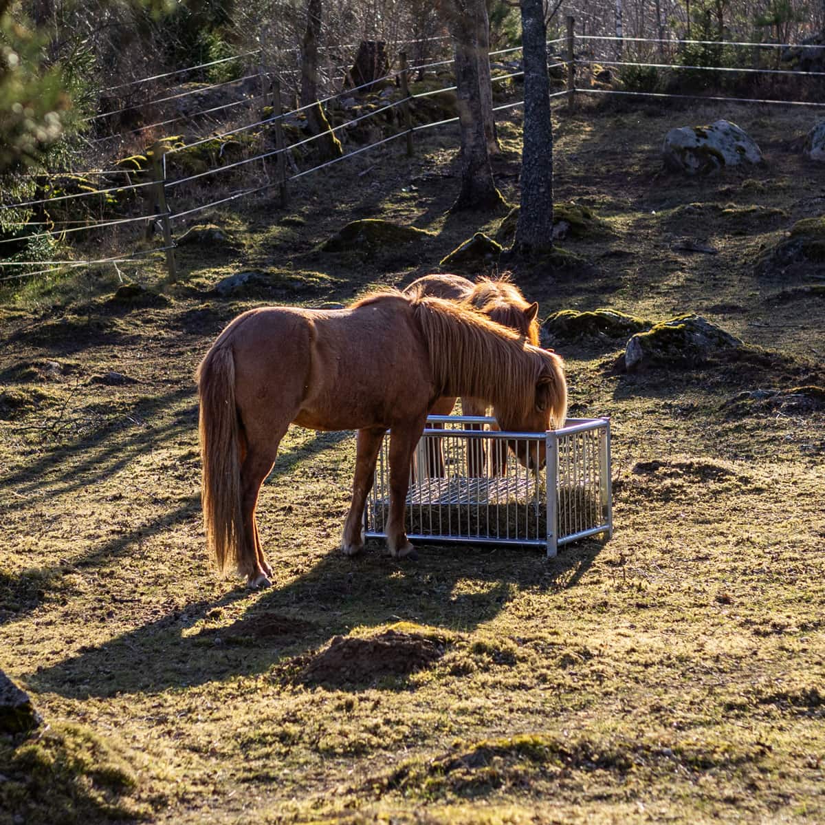Feeder box for horses