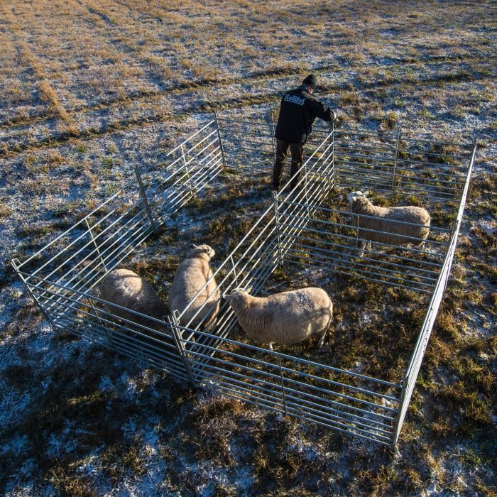 Sheep gate 1.5 m