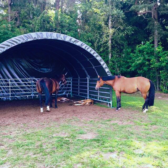 Wind shelter 6 x 6 m incl. loop leg gates