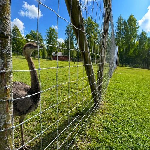 Wildlife fencing