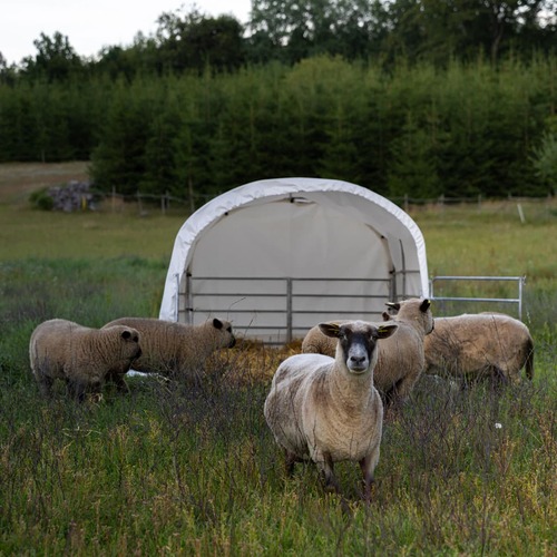 Wind shelter for sheep