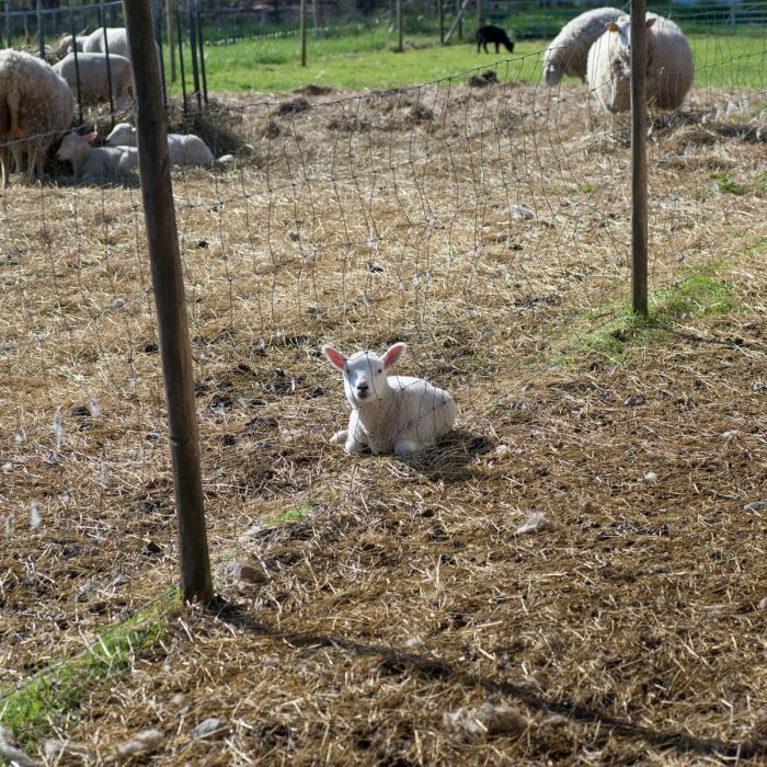 Sheep fencing 100 m x 0,90 m x 2/2,5 mm
