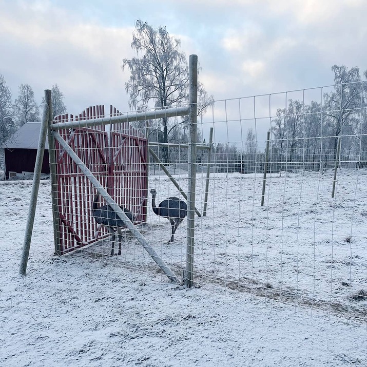 Wildlife fencing
