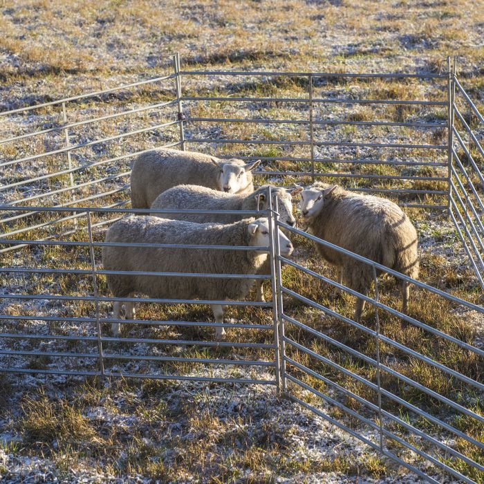 Sheep gate 1.5 m