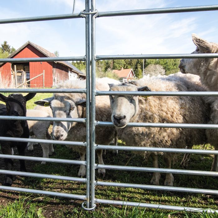 Sheep gate 1.5 m