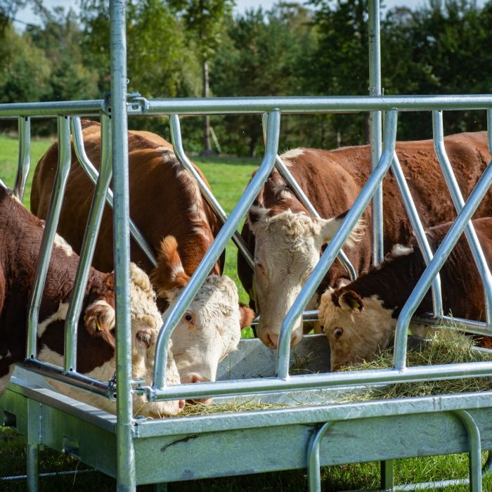 Feeder with diagonal barrier for cattle, 12 feed openings