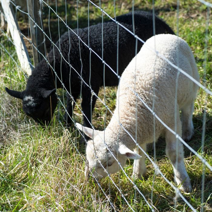 Sheep fencing 100 m x 1.2 m x 2/2,5 mm