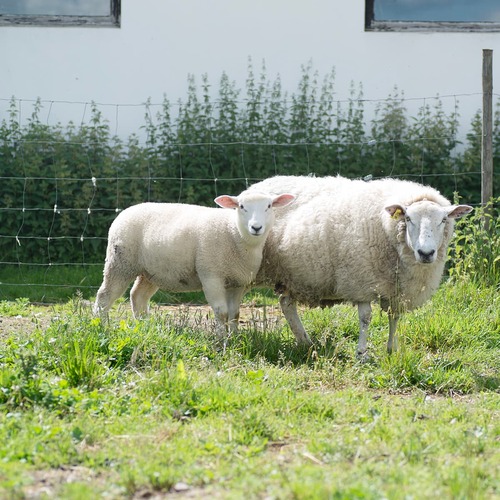 Sheep fencing 100 m x 1.2 m x 2/2,5 mm