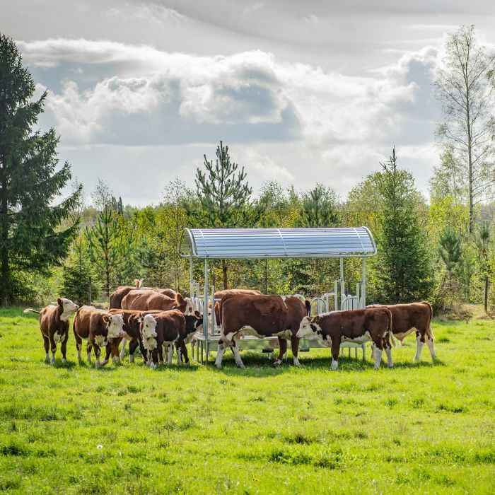 Feeder with tombstone railings for cattle, 14 openings