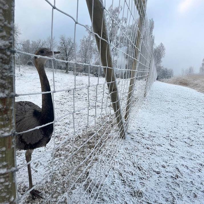Wildlife fencing